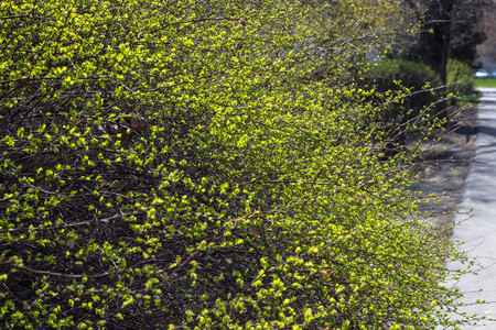 Branches with young green leaves background. Springtime.の写真素材