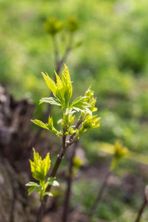 The first spring gentle leaves, buds and branches macro backgroundの写真素材