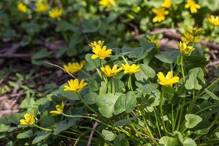 Buttercup yellow flower blooming in the spring in the woods for background. Soft focusの写真素材