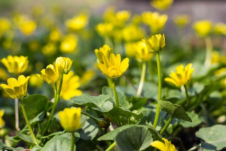Buttercup yellow flower blooming in the spring in the woods for background. Soft focusの写真素材