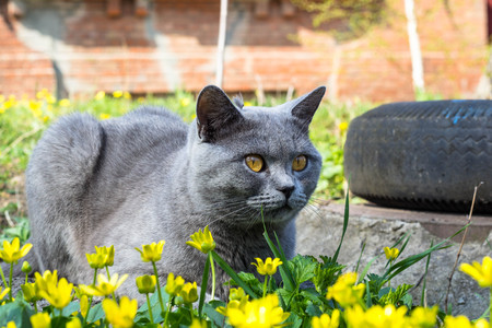 Grey British cat sitting on a glade in a green grass with yellow flowers.の写真素材