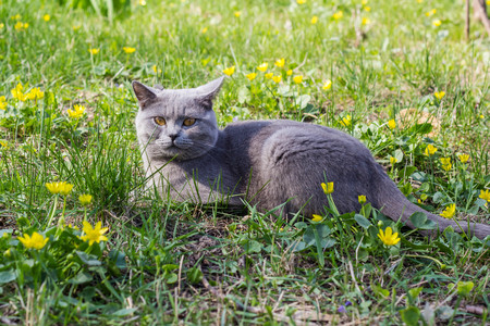 Grey British cat sitting on a glade in a green grass with yellow flowers.の写真素材