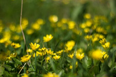 Buttercup yellow flower blooming in the spring in the woods for background. Soft focusの写真素材