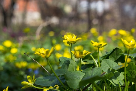 Buttercup yellow flower blooming in the spring in the woods for background. Soft focusの写真素材