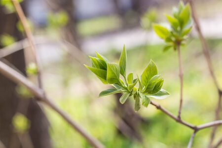 The first spring gentle leaves, buds and branches macro backgroundの写真素材