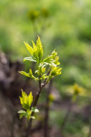 The first spring gentle leaves, buds and branches macro backgroundの写真素材
