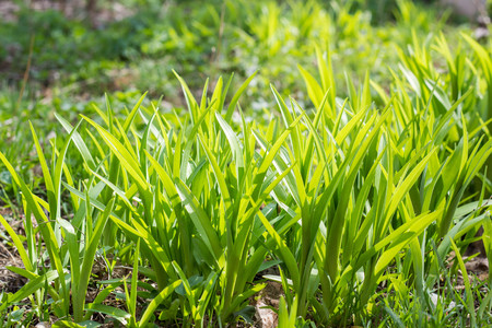 Wild meadow green grass background. Selective focusの写真素材
