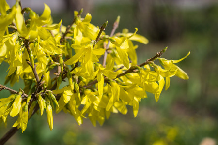 Blooming in spring garden bush forsythia with yellow flowersの写真素材