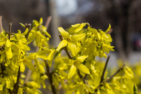 Blooming in spring garden bush forsythia with yellow flowersの写真素材