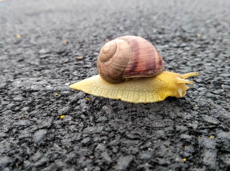the snail on the asphalt in the springの写真素材