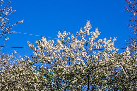 Spring flowering cherry with white flowers around a blue skyの写真素材