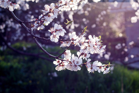 Spring flowering cherry with white flowers close-upの写真素材