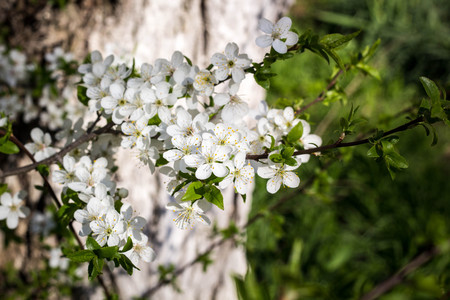 Spring flowering cherry with white flowers close-upの写真素材