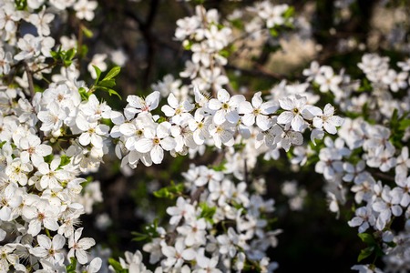Spring flowering cherry with white flowers close-upの写真素材