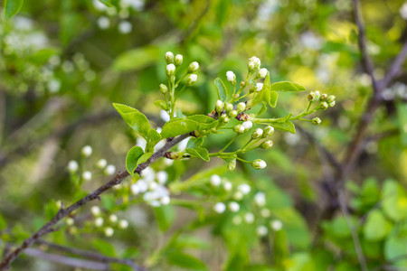 Blossoming tree with white flowers in springの写真素材