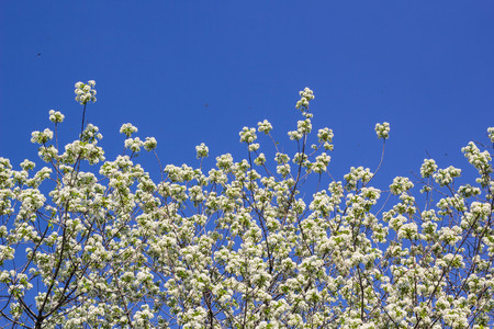 Blooming cherry tree branches against blue skyの写真素材