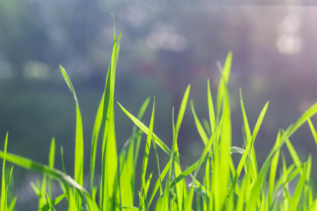 Wild meadow green grass background. Selective focusの写真素材