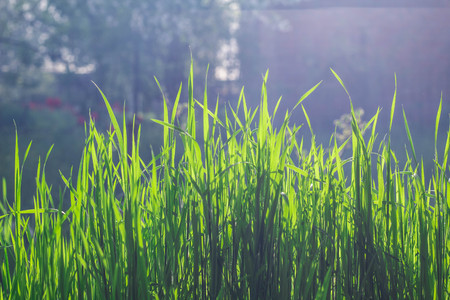 Wild meadow green grass background. Selective focusの写真素材