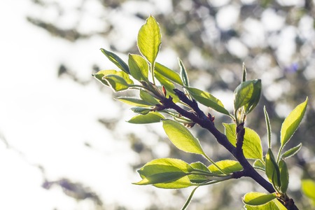 tree branch with young green leaves in springの写真素材