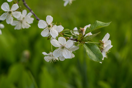 Branch of spring cherry blossom with green background.の写真素材