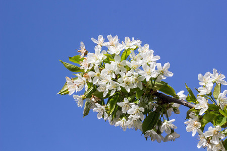 Branch of spring cherry blossom with sky background.の写真素材