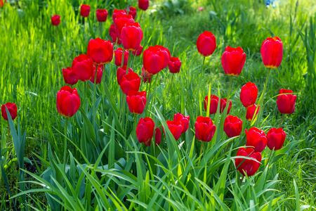 Red beautiful tulips field in spring time, floral backgroundの写真素材