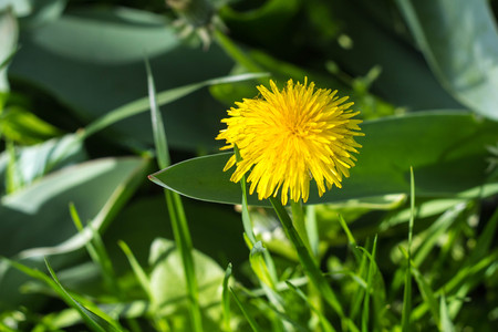 yellow dandelion flower close up, spring backgroundの写真素材