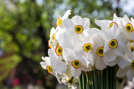 Bouquet of small white daffodil on nature background.の写真素材