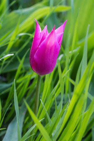 One beautiful spring pink tulip in bloom in the gardenの写真素材