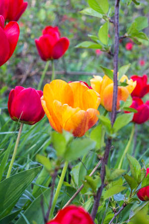 Beautiful tulip flower and green leaf background in the gardenの写真素材