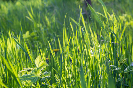 Wild meadow green grass background. Selective focusの写真素材