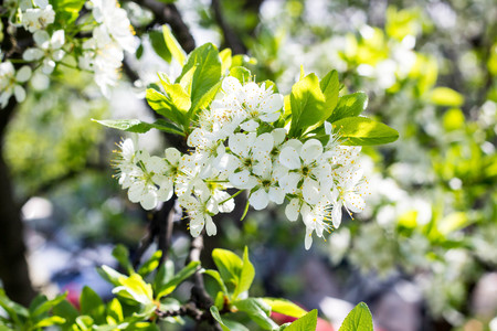 Branch of spring cherry blossom with green background.の写真素材