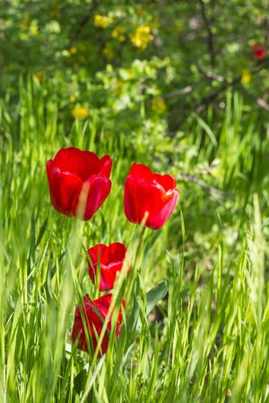 Red beautiful tulips field in spring time, floral backgroundの写真素材