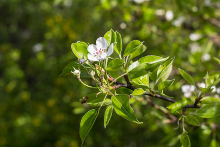 Branch of spring cherry blossom with green background.の写真素材