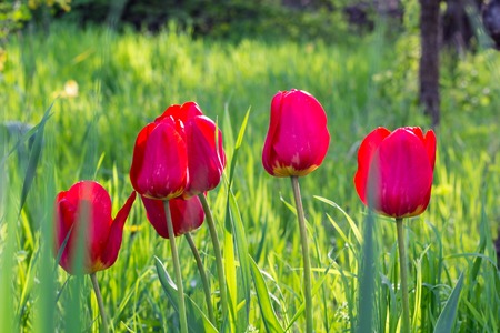Red beautiful tulips field in spring time, floral backgroundの写真素材