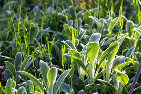green leaf background texture with sun shiningの写真素材