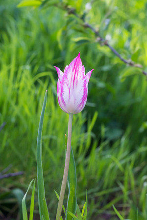 One beautiful spring pink tulip in bloom in the gardenの写真素材
