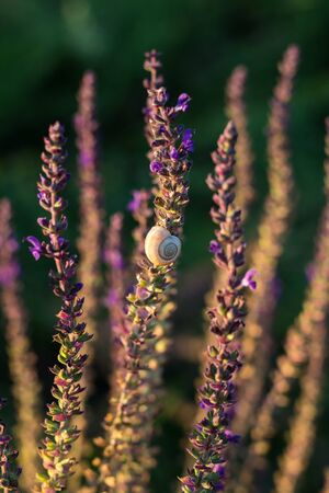 wild meadow flowers on evening sunlight background. Summer field backgroundの写真素材