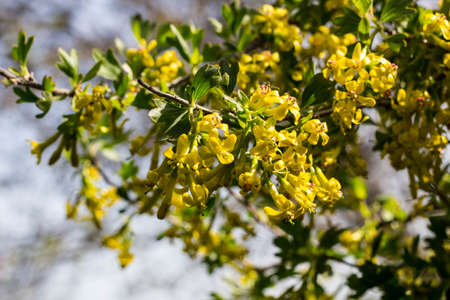 A branch of yellow blackcurrant flowers in bloom in springの写真素材