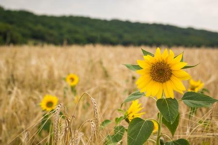 sunflowers in the field of wheat in summerの写真素材