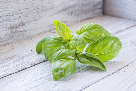 green aromatic basil leaves on white wooden background with place for text.の写真素材