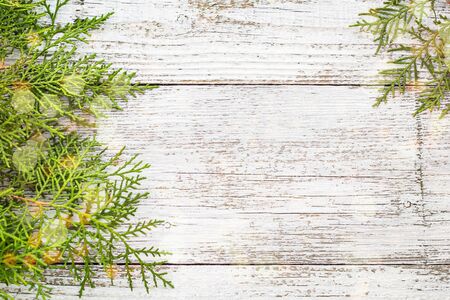 Thuja twigs on white wooden background with snow and bokeh, copy space.の写真素材