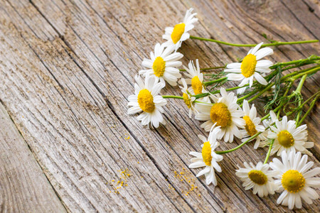 Daisy chamomile flowers on wooden background. View with copy space.の写真素材