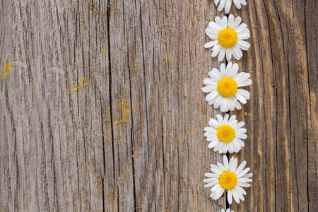 Border of daisy chamomile flowers on wooden background. View with copy space.の写真素材