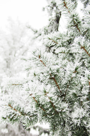 Fir tree branches in snow in winter forest.の写真素材