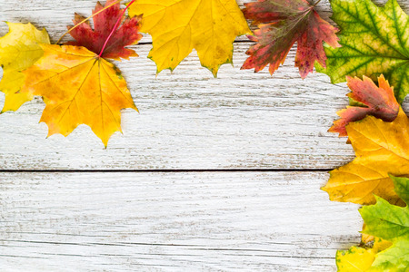 Seasonal frame of autumnal maple leaves on white wooden background.