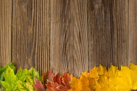 Autumn Time Background, Some fall leaves on weathered wood with copy space for your message.の写真素材