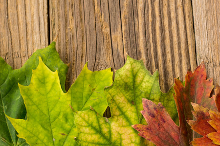Autumn Time Background, Some fall leaves on weathered wood with copy space for your message.の写真素材