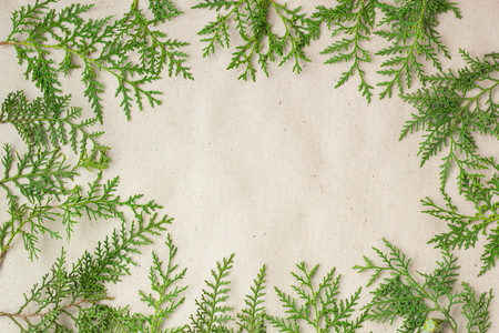 Green thuja tree branches frame on beige rustic background. Natural needles backdrop, bright evergreen texture, copy spaceの写真素材