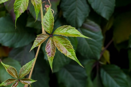 Leaves of the wild grapes on the wall background.の写真素材